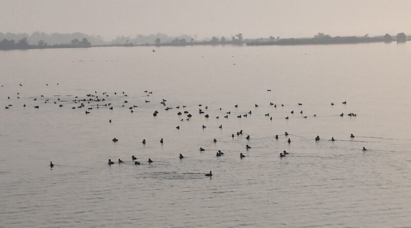 cyberian-birds-in-balrampur