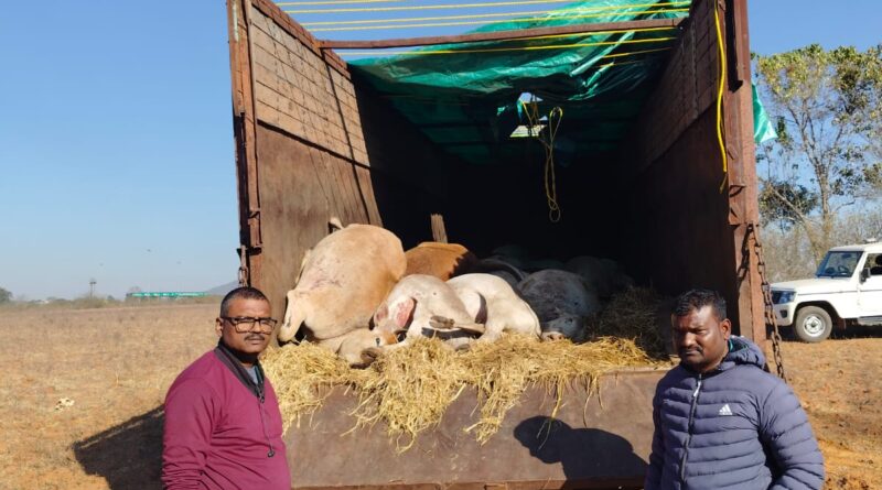 cow-smuggler-arrested-cg