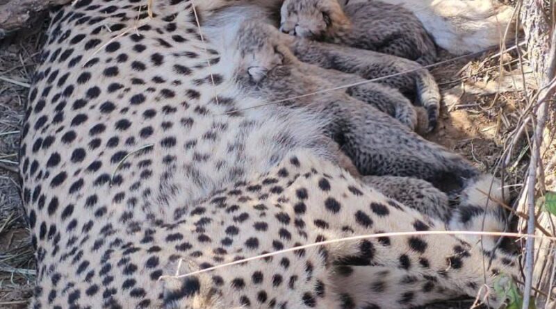 wildlife-kuno-cheetah-growth