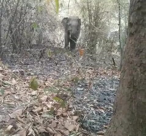 all-three-elephants-have-reach