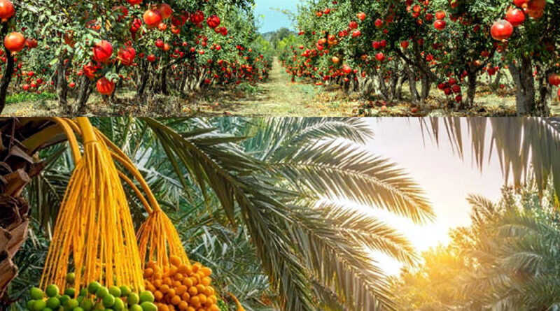 bikaner-pomegranate-farming