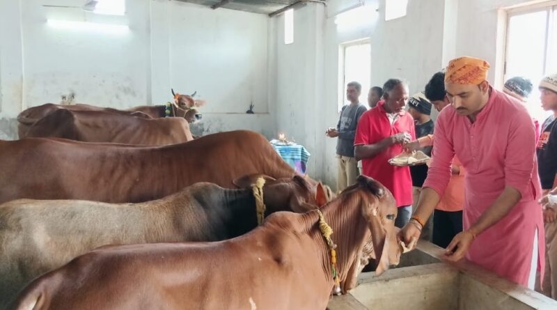 jh-fed-cows-green-fodder-jaggery-and-fruits