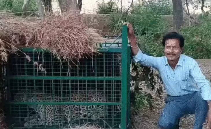 leopard-captured-cage-after-three-days