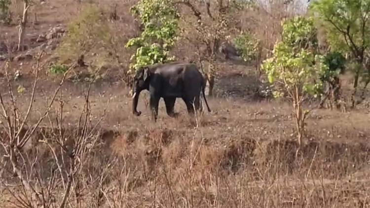 elephant-tramples-villager-death