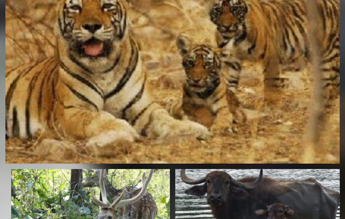 indravati-tiger-reserve-bijapur-set-buzz-tourists