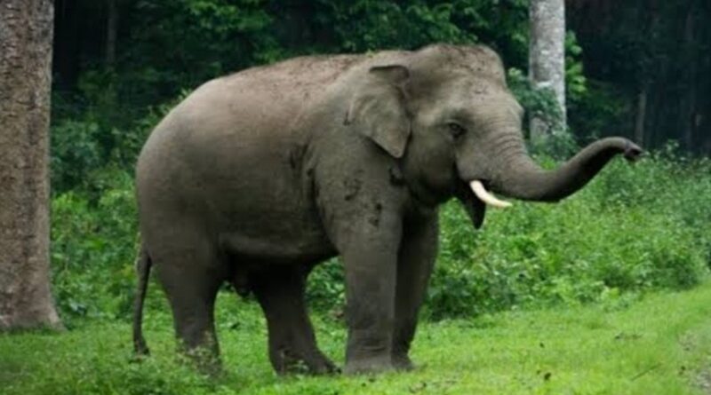 mp-forest-department-successful-rescue-male-elepha