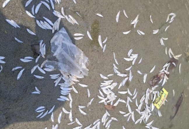 up-farrukhabad-dead-fishes-