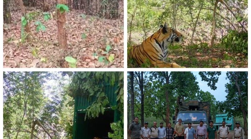 seoni-tigress-bandhavgarh-mp