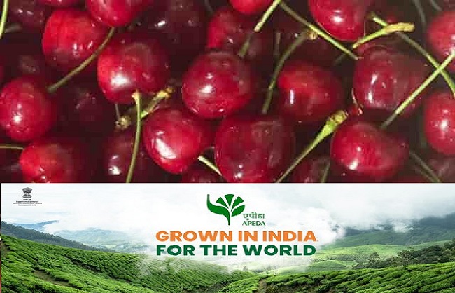 apeda-exports-premium-cherries-and-plums-to-singap