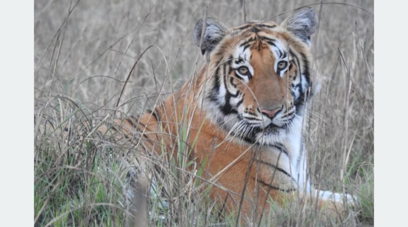 nepal-tiger-population-increas