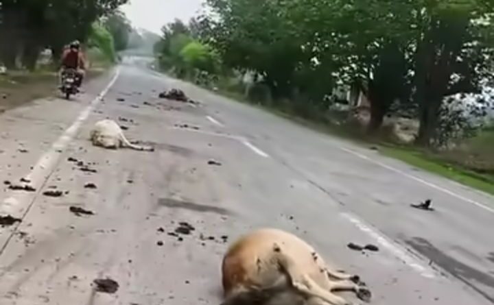 six-cattle-killed-after-being