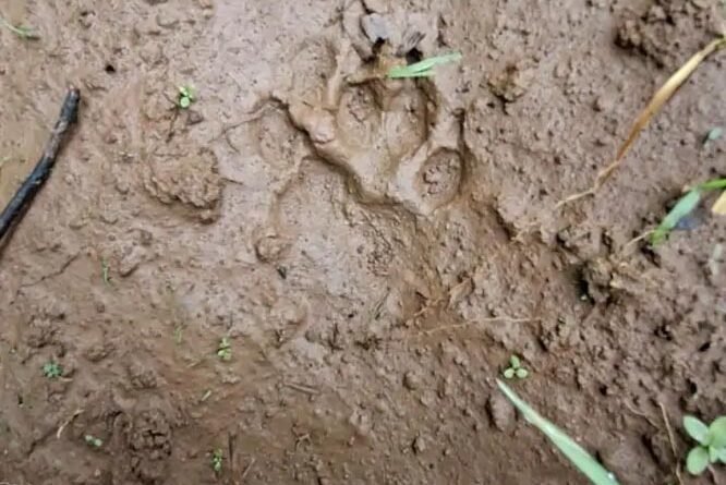 tiger-paw-marks-found-in-bacheli-forest