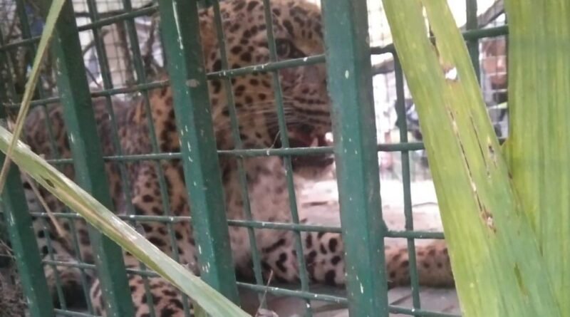 up-3rd-leopard-caged-48-hrs