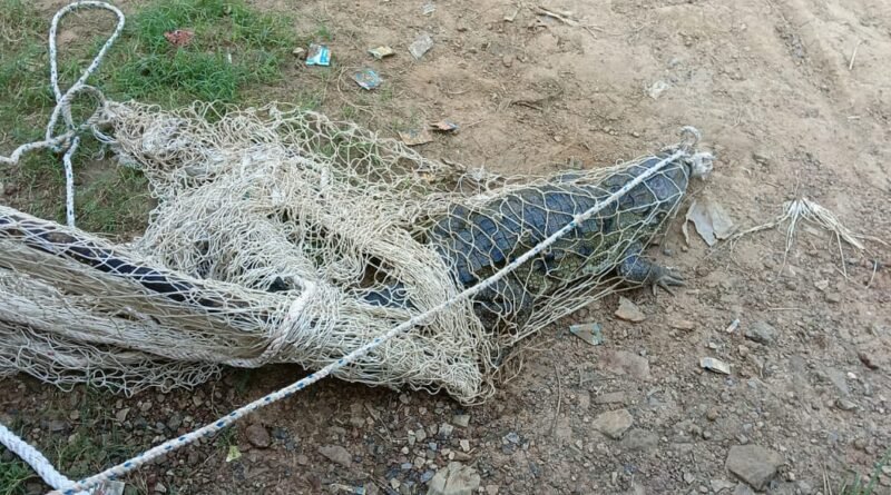 up-crocodile-jumped-in-well