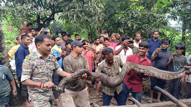massive-python-captured-