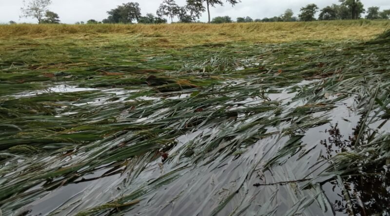 arnab-cyclone-crop-loss-insurance-claim